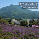 양산 느티나무의사랑 카페｜2026 라벤더축제 후기