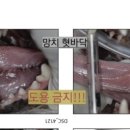 동물치과병원메이 이미지