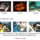 바다배 펜션 이미지