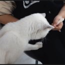 캣츠하우스 네이버블로그