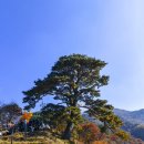 지리산 천년송 이미지