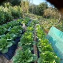 대신종묘농약사 이미지