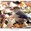콩새 이미지