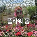 로즈 플라워(ROSE FLOWER) | 싱가포르 가든스 바이 더 베이 실내 테마 정원 플라워 돔 관람 후기