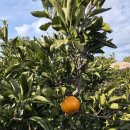 주상농장 이미지