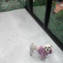 모모애견샵 이미지