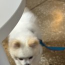9/5 공차 산책봉사 후기 이미지