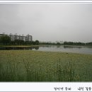 노랑병아리 이미지