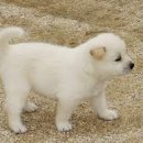 왕십리조은동물병원 이미지