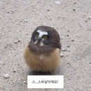 필라테스;단 이미지