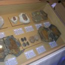 영월화석박물관 이미지