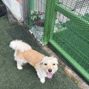 호텔멍 | [경기도 오산]오산 가정식 애견호텔 베베멍 내돈내산 찐 후기