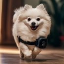 [디지털융합] [AI ＆ Bigdata] AI가 알려주는 비즈니스 전략 | 강아지 AI 펫테크! 산책보다 재밌다? 2026 펫 전용 AI 프로필 완벽 가이드