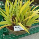 산약초 동의보감 이미지