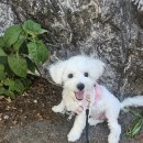 멍다방 | 우유의 첫 애견카페 &#34;멍다방&#34; 다녀온 후기