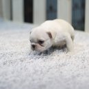 왕자볼트 이미지