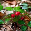 (주)윈터그린 이미지