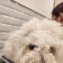 몰리스펫샵 스타필드시티 위례점 이미지