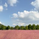 맑은물사업소 | 창원 마산 덕동 맑은물플라워가든｜10월 가볼만한곳 핑크뮬리 코스모스 명소 후기