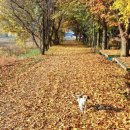 대광리 은행나무 이미지