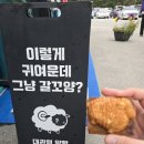 바우목장 | [여행로그]🌾 강릉 3일차 — 순두부길을 지나 양떼목장 방문기 🐏