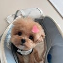 퍼피 베어(PUPPY-BEAR) | 퍼피블러썸 말티푸 분양 후기 얼마나 예쁘게요