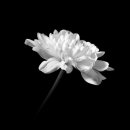 중앙동231 이미지