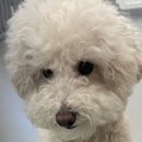 댓츠댕댕스쿨 이미지