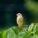 합천골프존 이미지