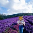 경남 거창 감악산 풍력단지 아스타국화 보라색 향연!! 국내 가을 여행지 추천
