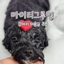 마이티그루밍 이미지