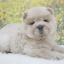 멍이몽이