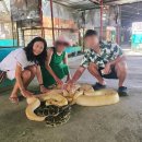 동수농장 | 필리핀 보홀 자유여행 패키지 일정 경비 날씨 실시간 후기