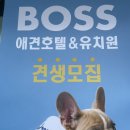 보스 애견호텔&유치원 네이버블로그