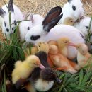 대관령 농장 이미지