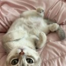 파주고양이미용 반하나캣 이미지