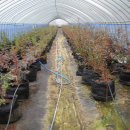 솔잎농장 이미지