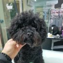 일산그루밍캐나다 이미지