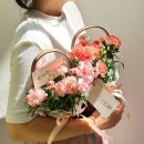 디소이포헤