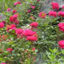 안터사슴농장 이미지