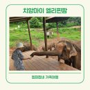 캠퍼조인 | 태국 치앙마이 엘리핀팜 코끼리 사이프레스 레인 카페 아이와 가볼만한 곳 단독 택시 투어 추천 후기
