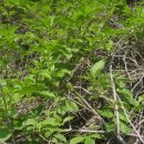 다래김밥 이미지