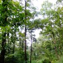 금강자연휴양림 이미지