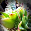 다육꽃세상 이미지