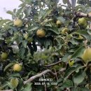 천반산길 Daum카페