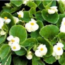 베고니아 이미지