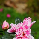 아젤리아 이미지