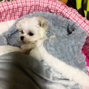 멍멍친구 애견샵 이미지