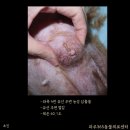 파주365동물의료센터 이미지