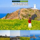 고성리-18 | 제주도 3월 여행 추천 제주 섭지코지 유채꽃 산책